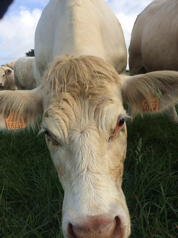 viande bovine